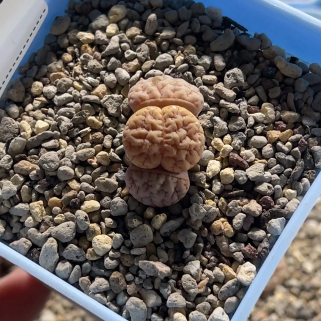 多***米3569蛙哥189凹凸。