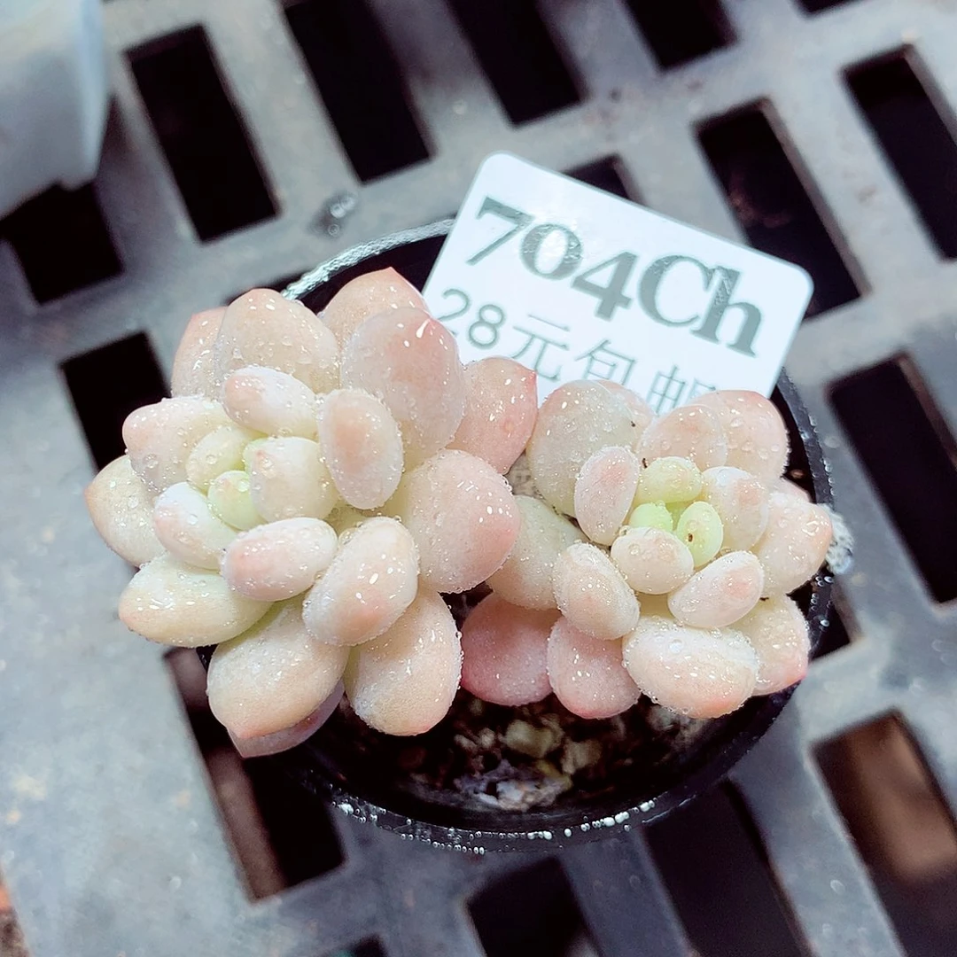 5厘米盆精控多肉704