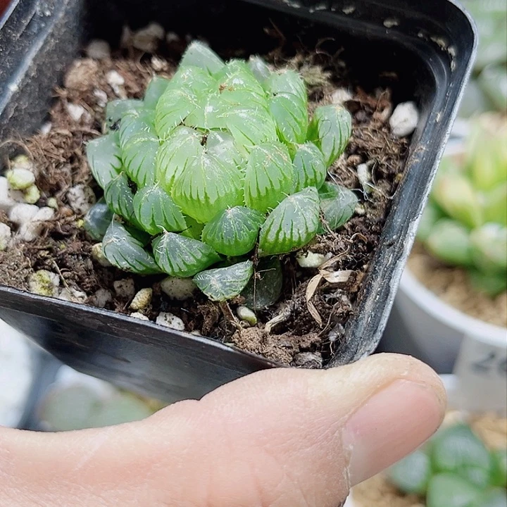 特价处理玉露系列