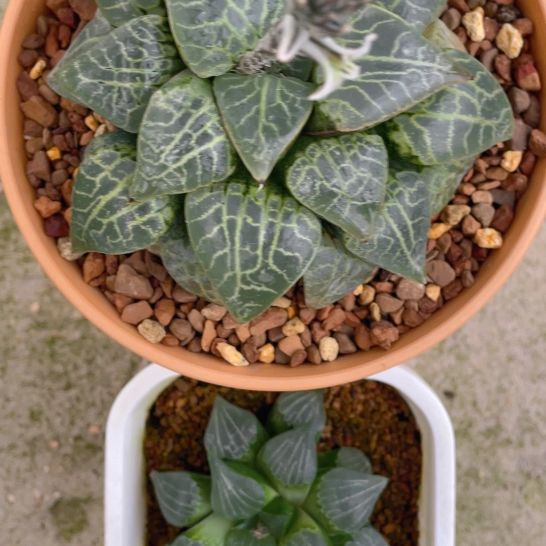 水晶101➕实生。