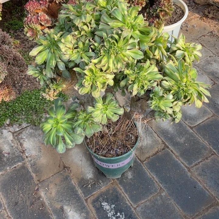 法师老桩黄中班有断枝