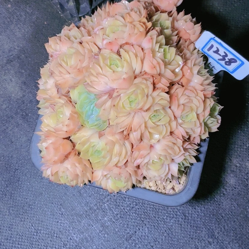 【闪购商品】慧*1238