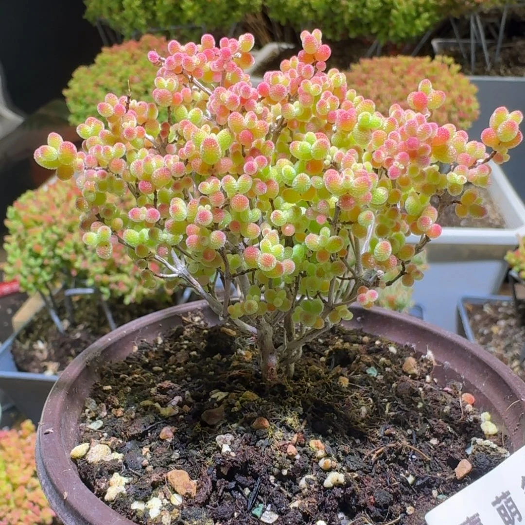 蜜桔糖球枝干番杏543