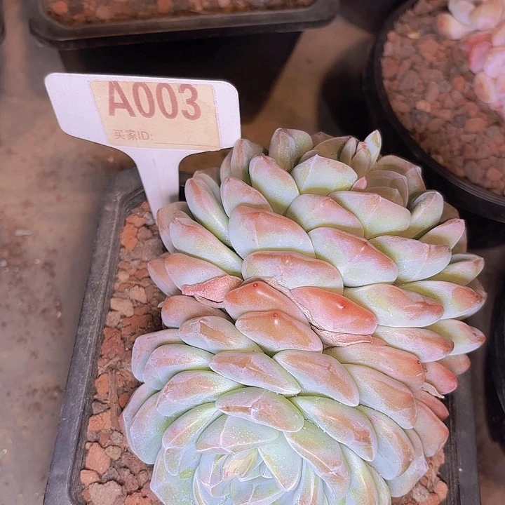 灵*冰玉一物一拍A003...