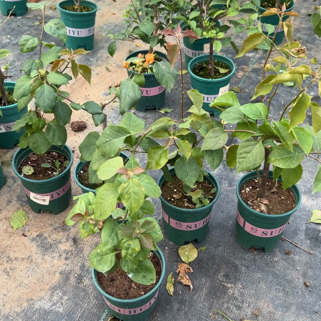 无花朵【绿叶橙一棵】随机发货福利款不售后