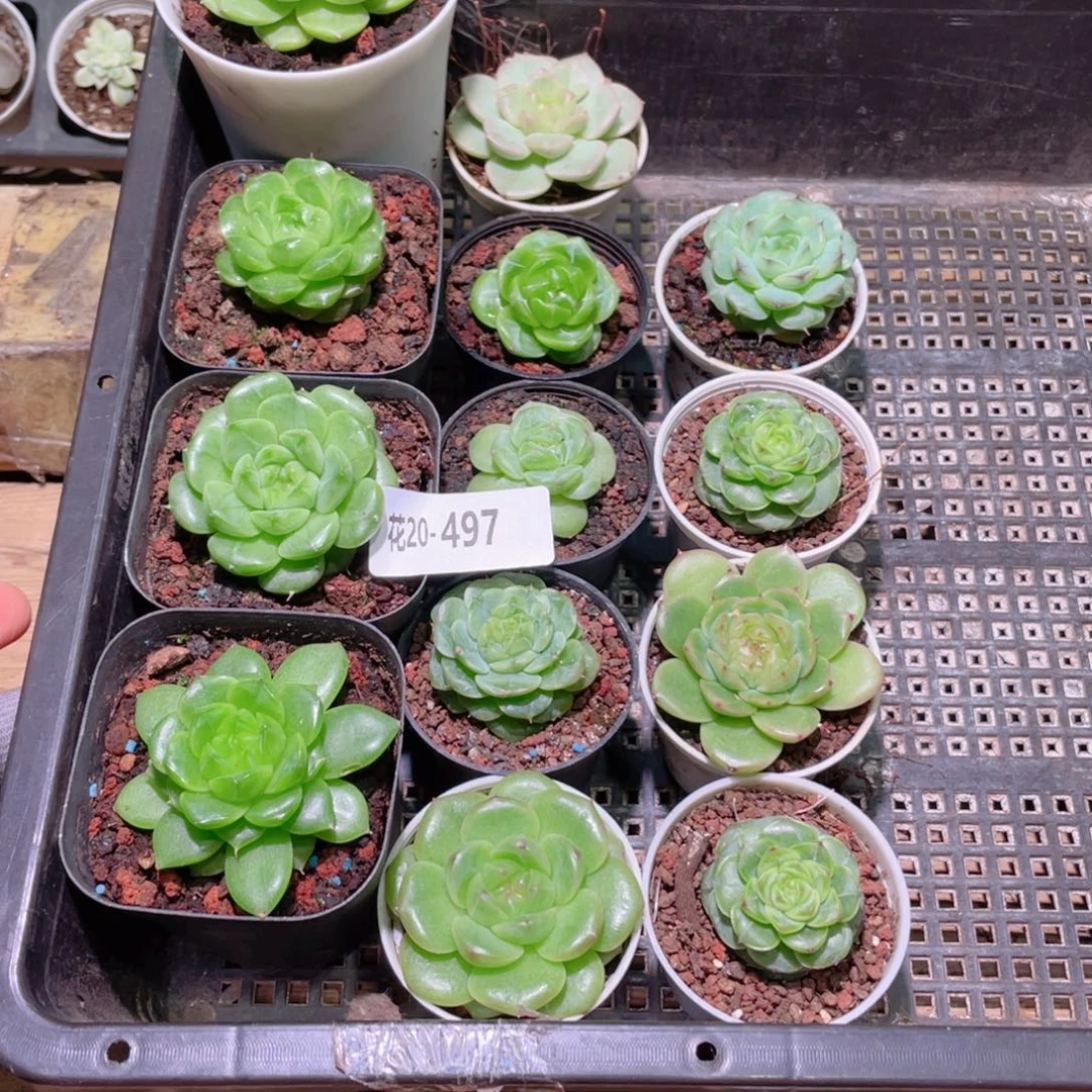 花利美20-497框拍13颗