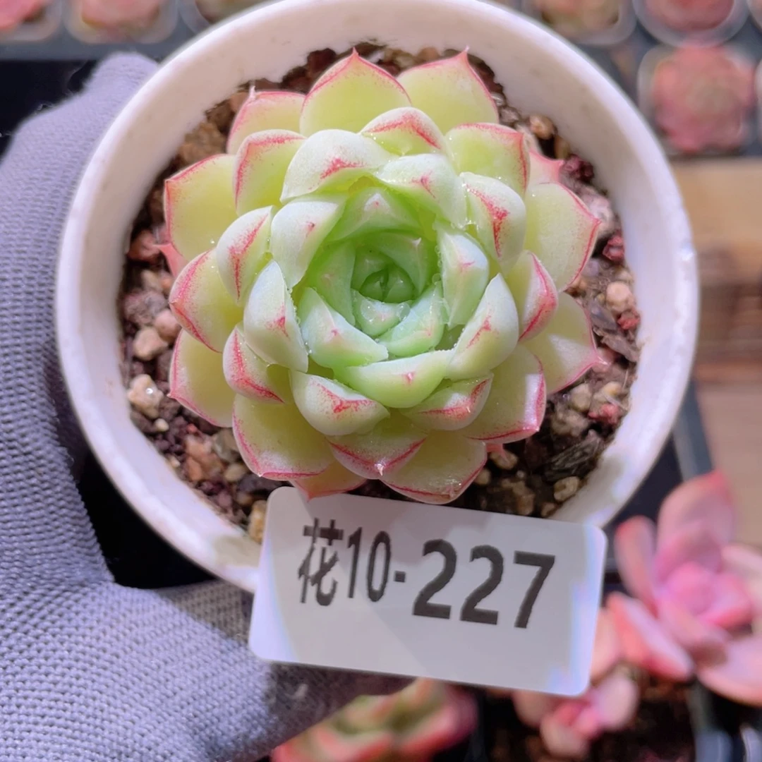花利美 10-227女王