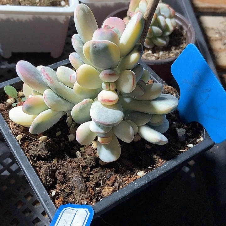 茉*雨多肉植物乒乓锦848