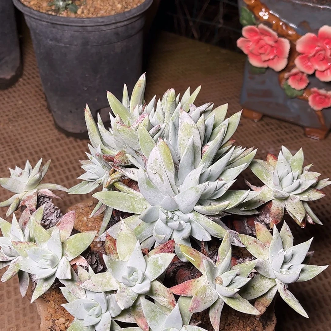 1666刘丹雪山仙女多肉