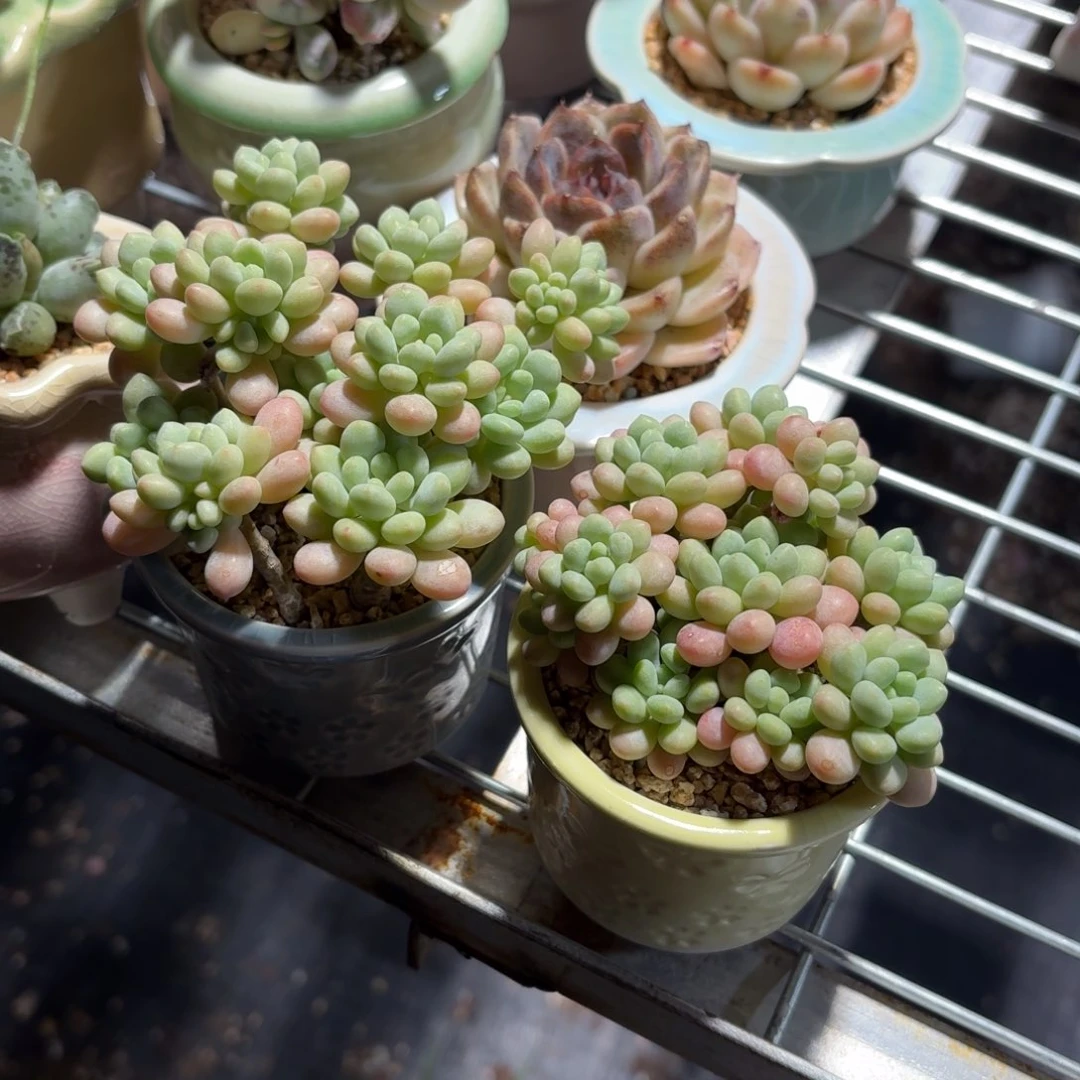 洛可可多肉带盆发货颜色随机