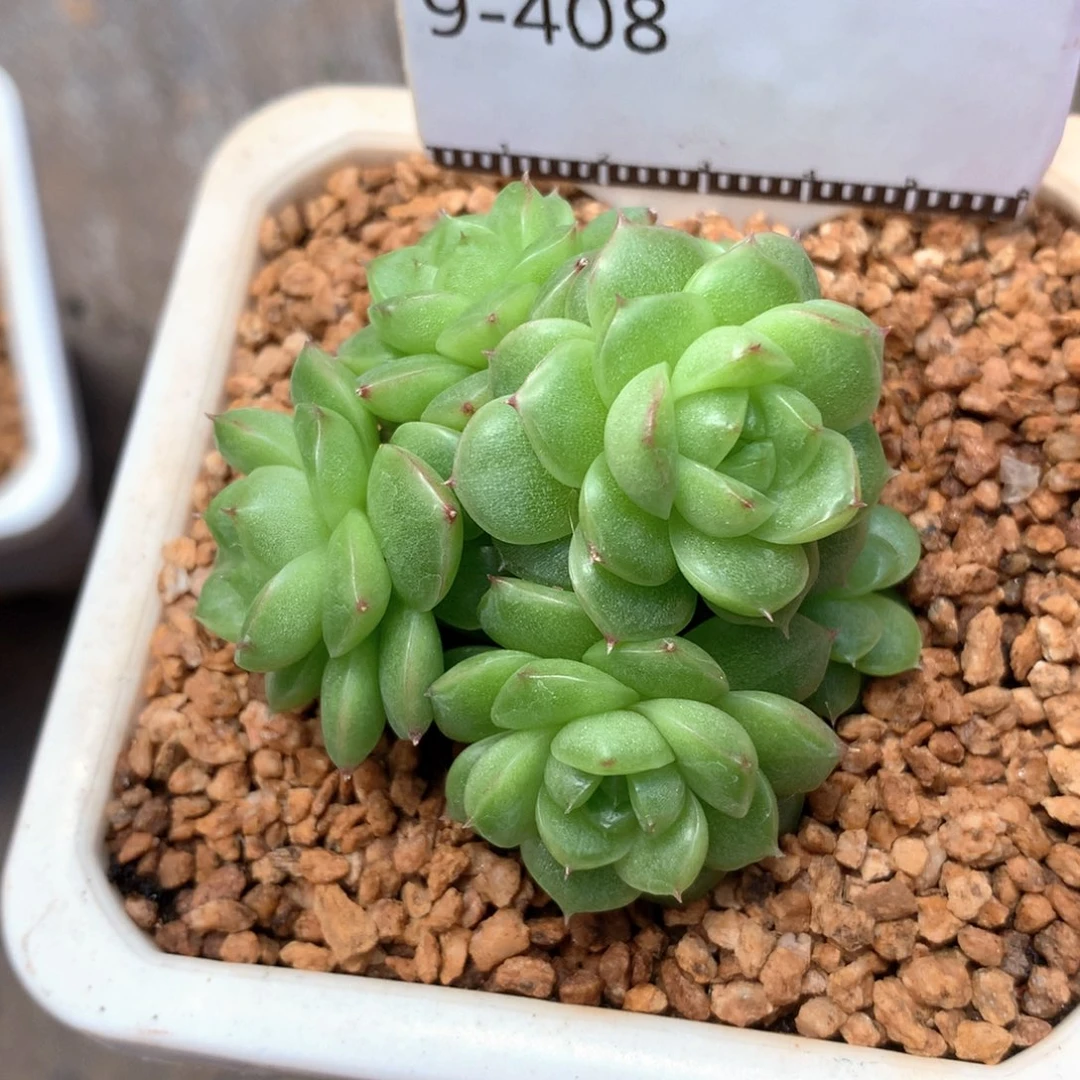 优选麦秆精品多肉58包邮不包整