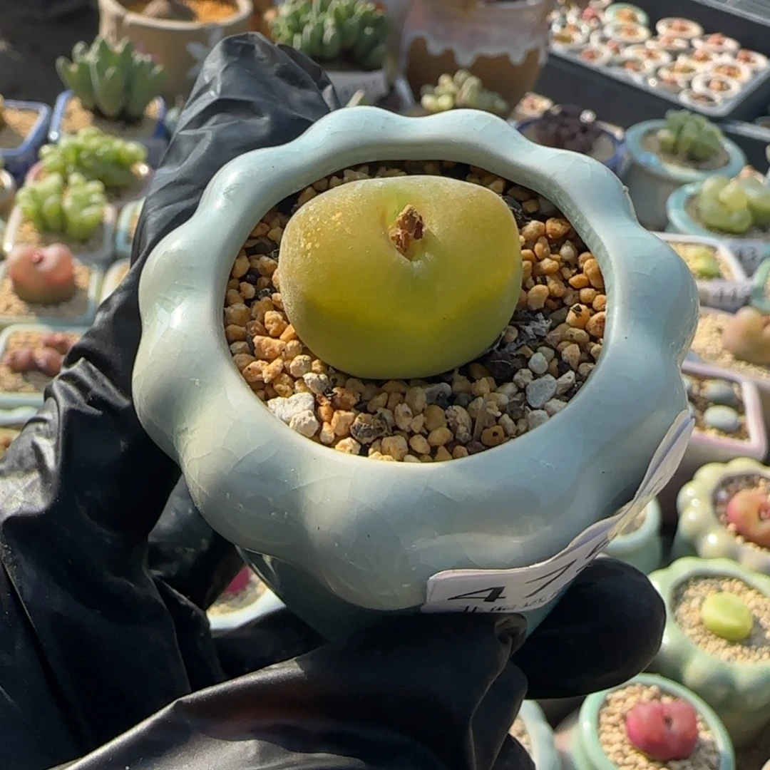 4758--一物一拍 带盆