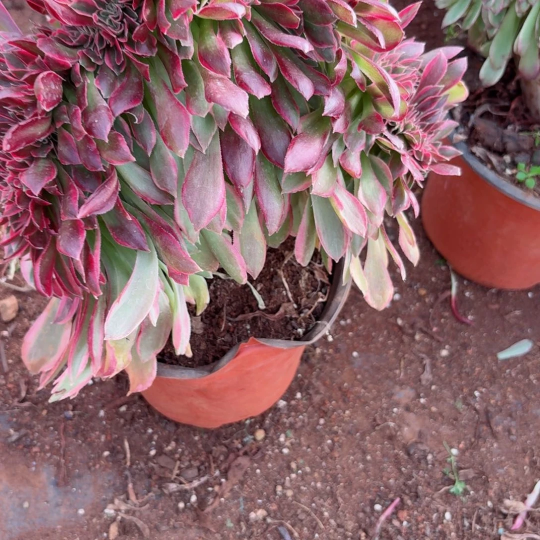 我4077 号多肉法师新年特价拉丝女巫