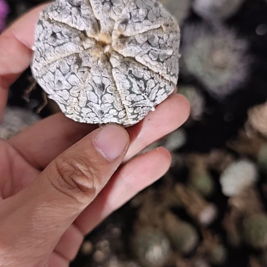 一物一拍，实生兜！