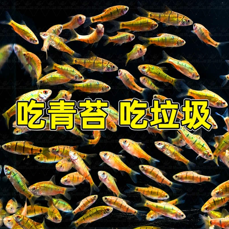 原生条纹小鲃观赏鱼|冷水群游|啃藻除油膜|溪流缸造景冷水鱼斗鱼