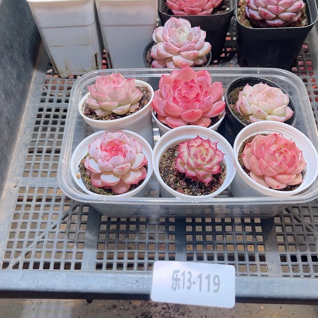 乐13-119 框拍14 颗