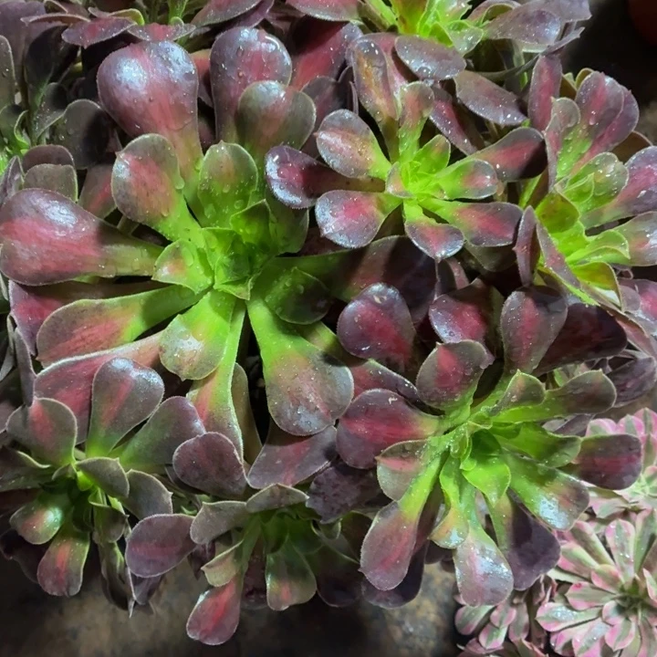 花纳大绣球脱土发货