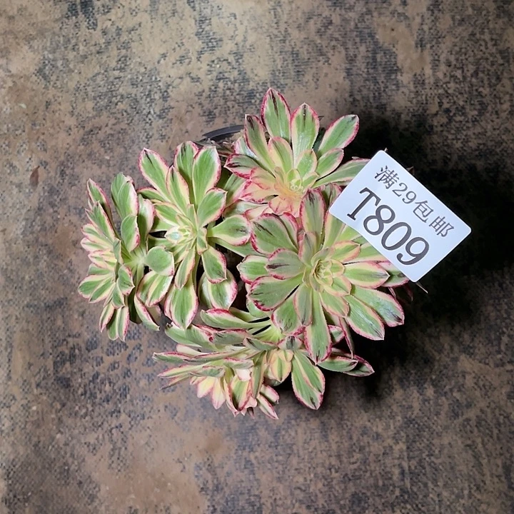 809V锦锦   多肉植物