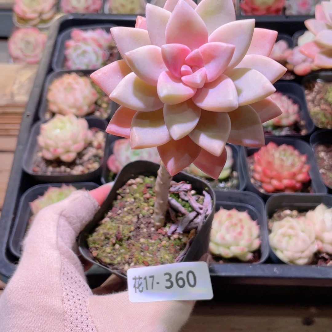 花利美17-360淡雪