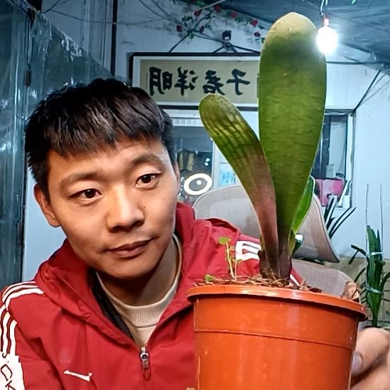 @【酒半醉】128退血的血佛一颗