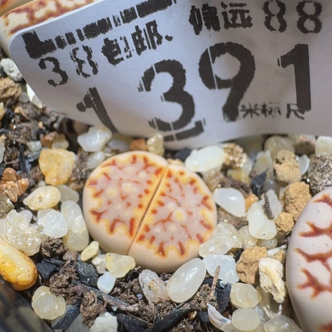 ？***zzzz精品生石花1391