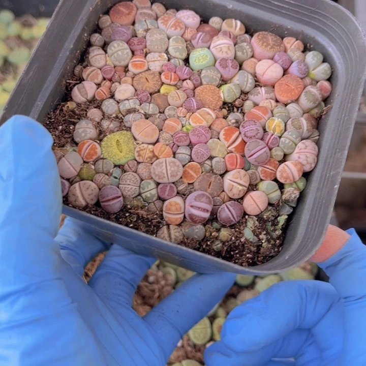 十方杯彩混8888888888888