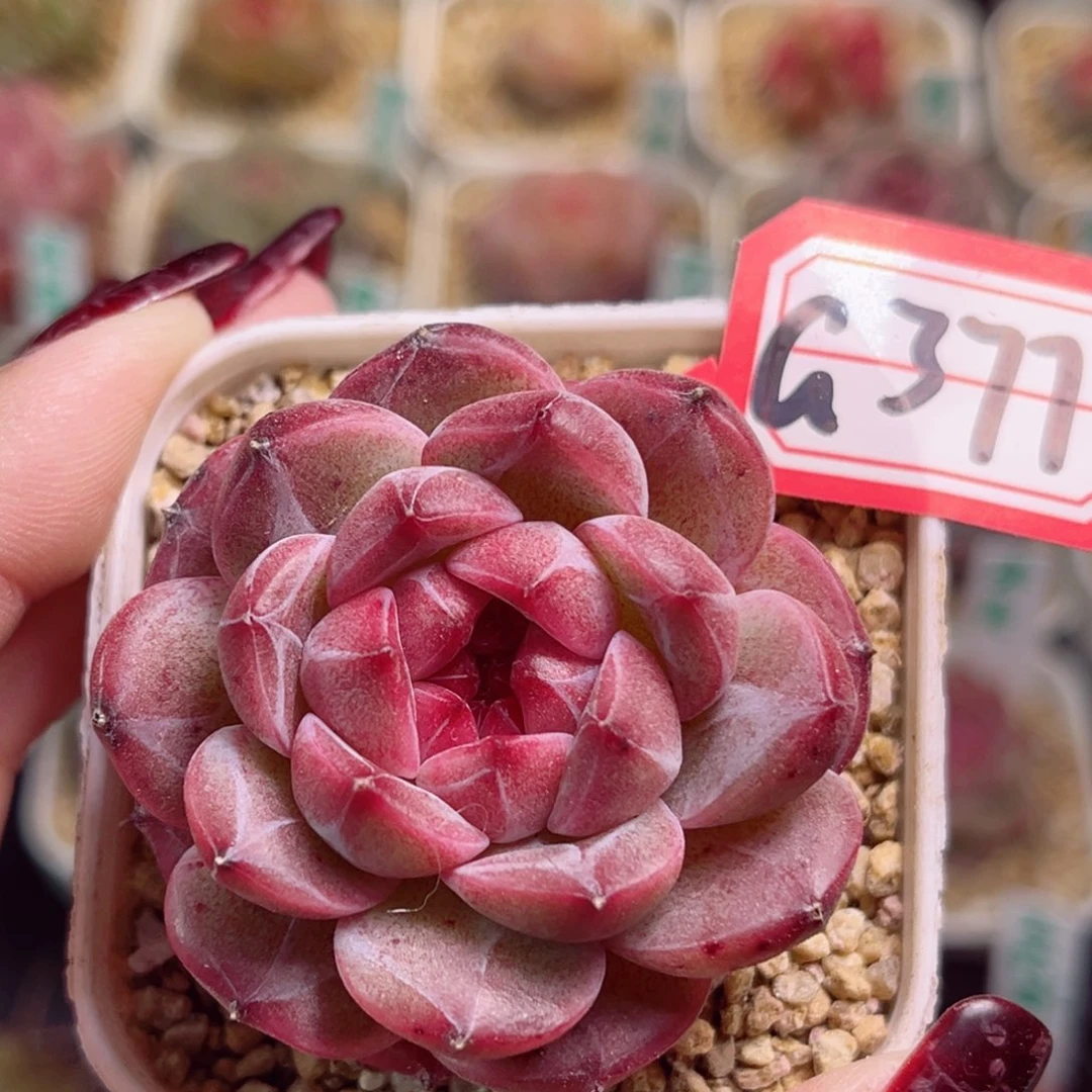 G377一物一拍 墨红