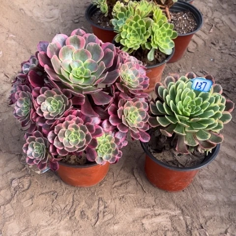 137多肉植物组合，