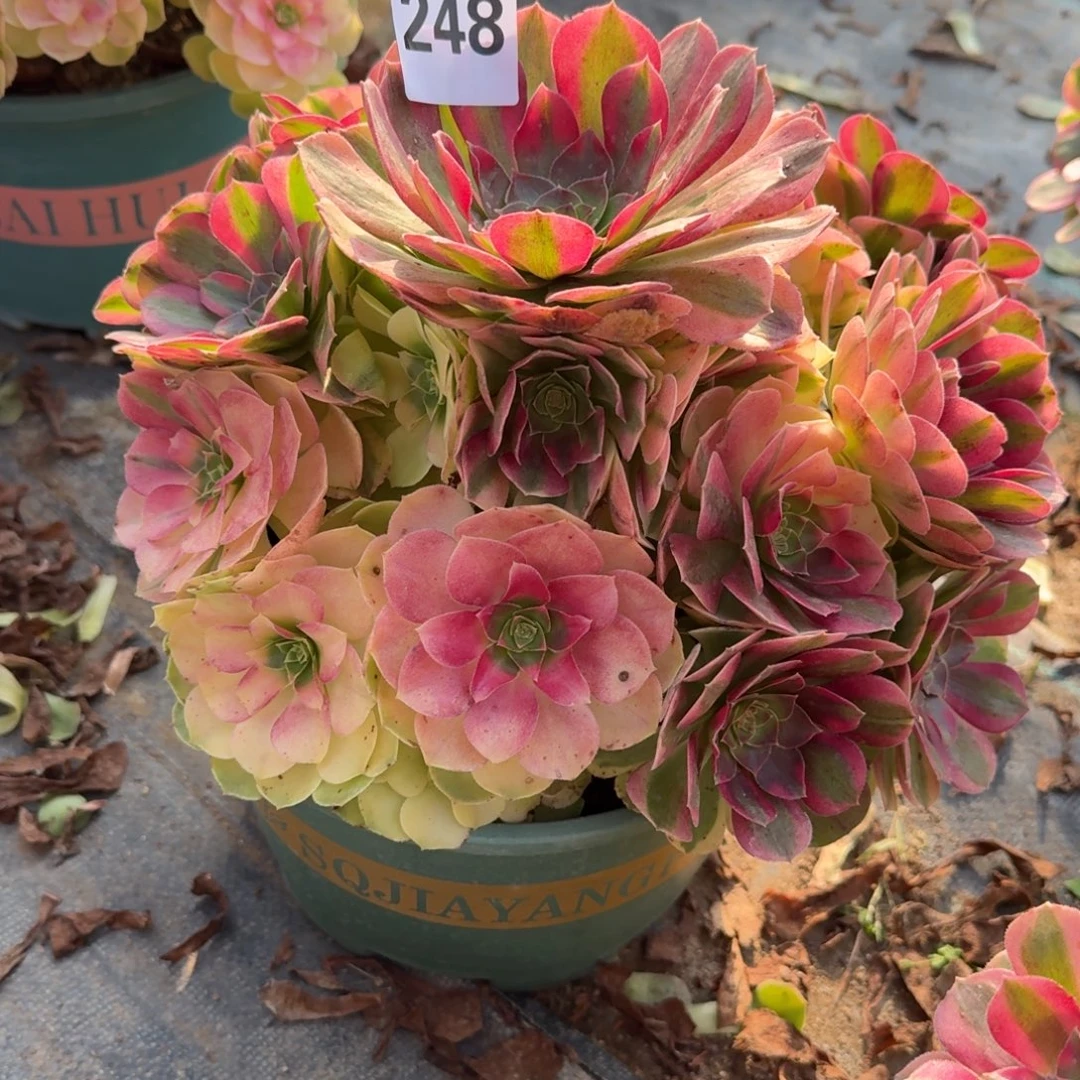 248来波福利雨河多肉资助