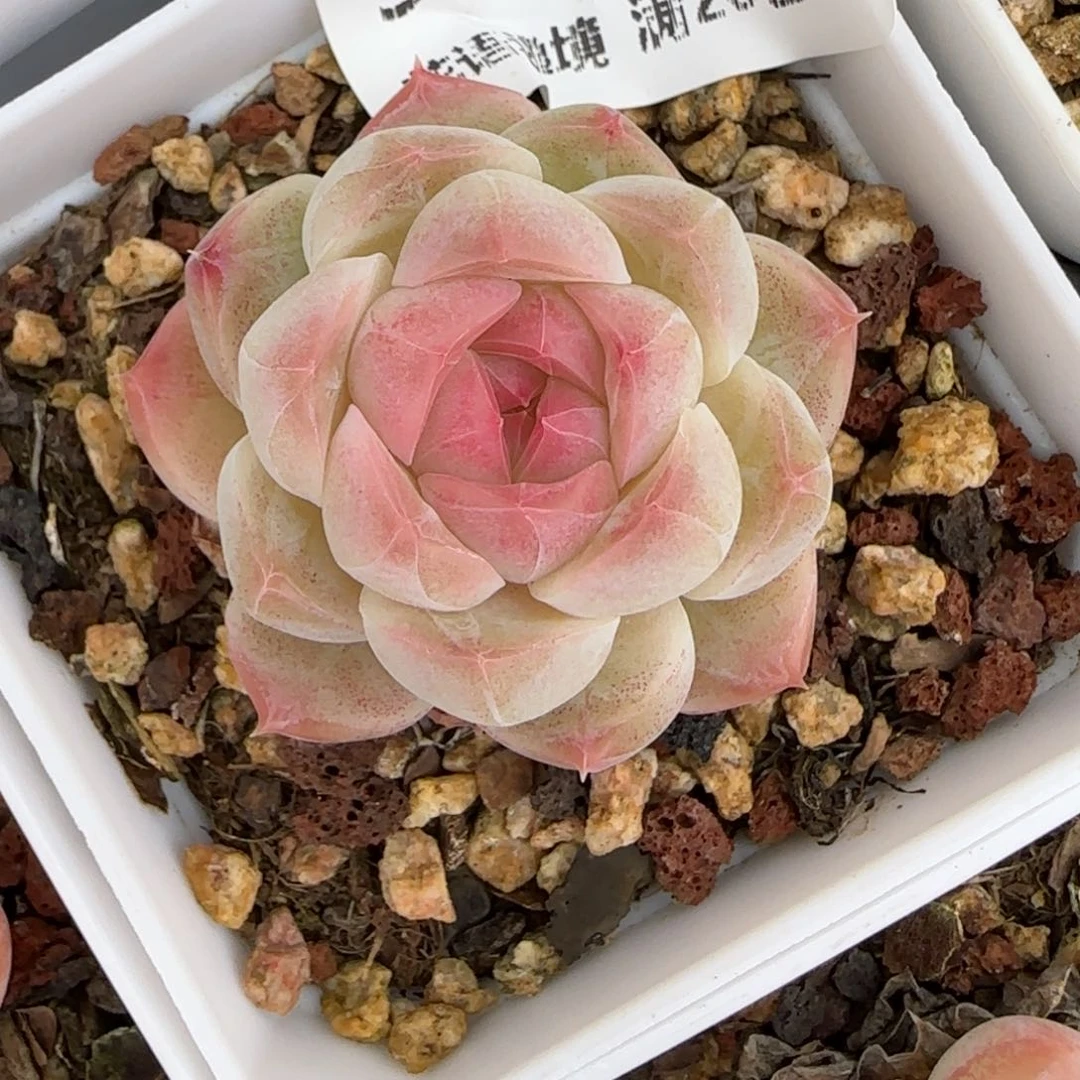 花语逸镜0127-347