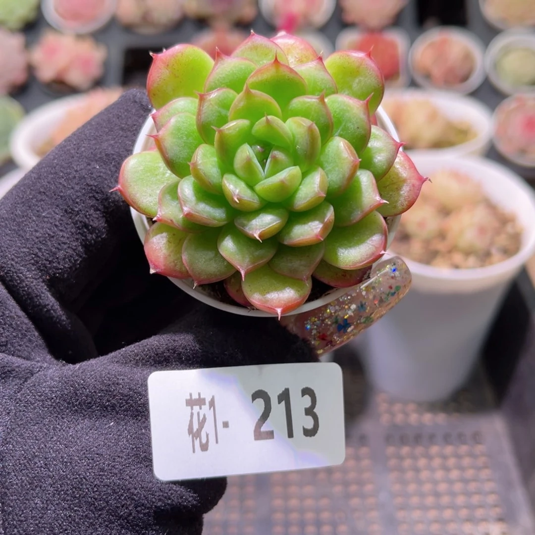 花利美1-213绿水鬼