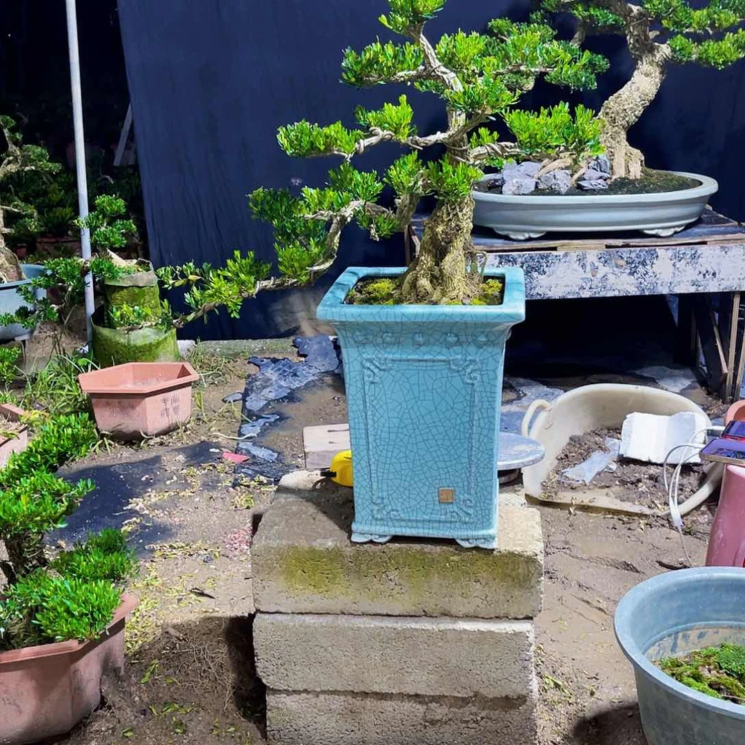 当前无花栽培后可以开花