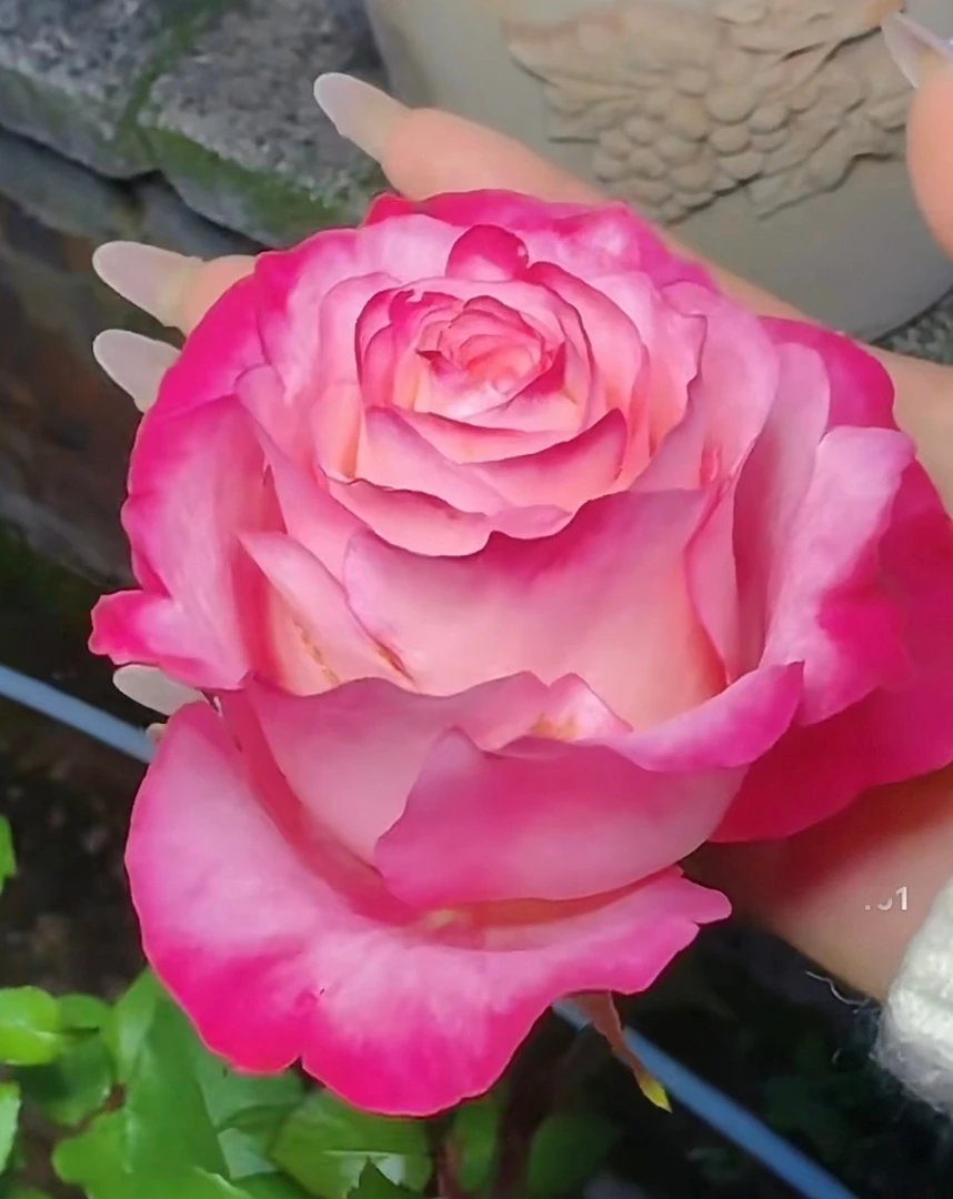 【花友坊】根接卡门月季绿植大花浓香庭院阳台盆栽四季开花灌木