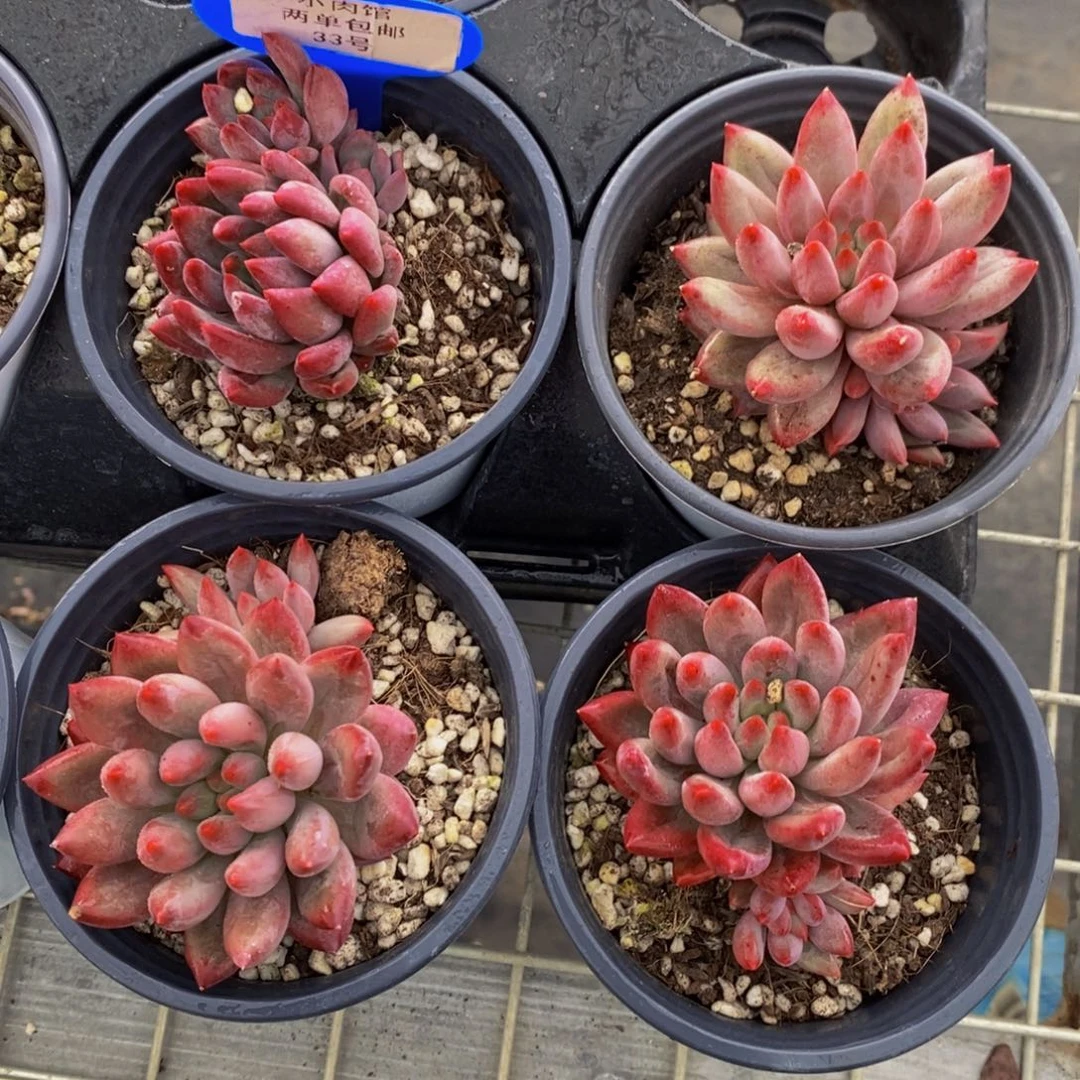 33-精品小虞美人双头福利一个