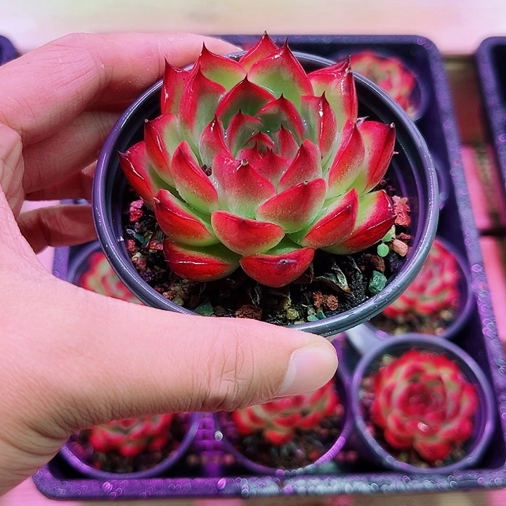 单头篝火多肉植物
