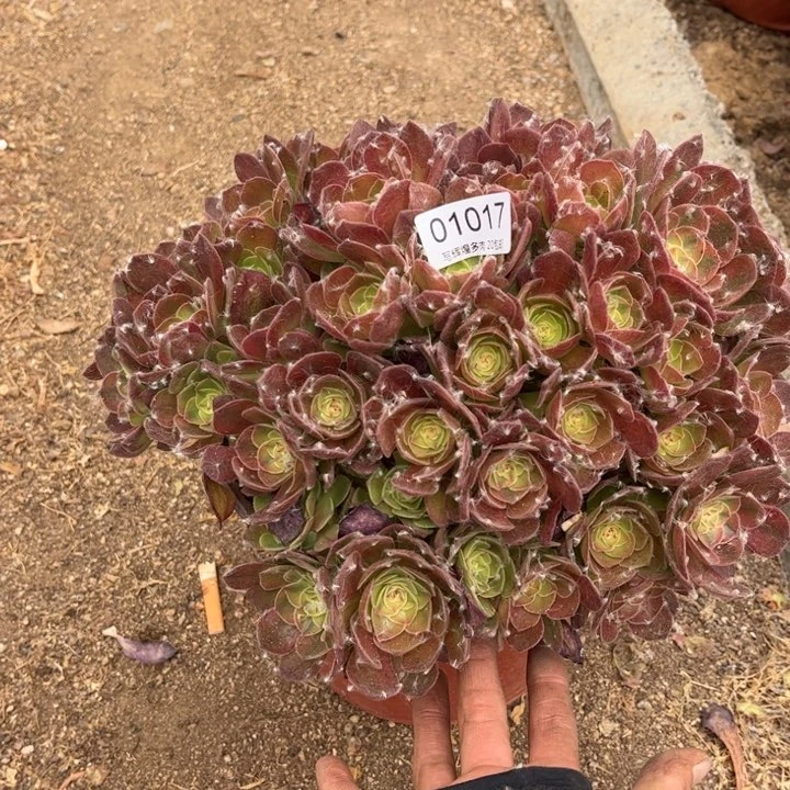 01017雨荷多肉植物