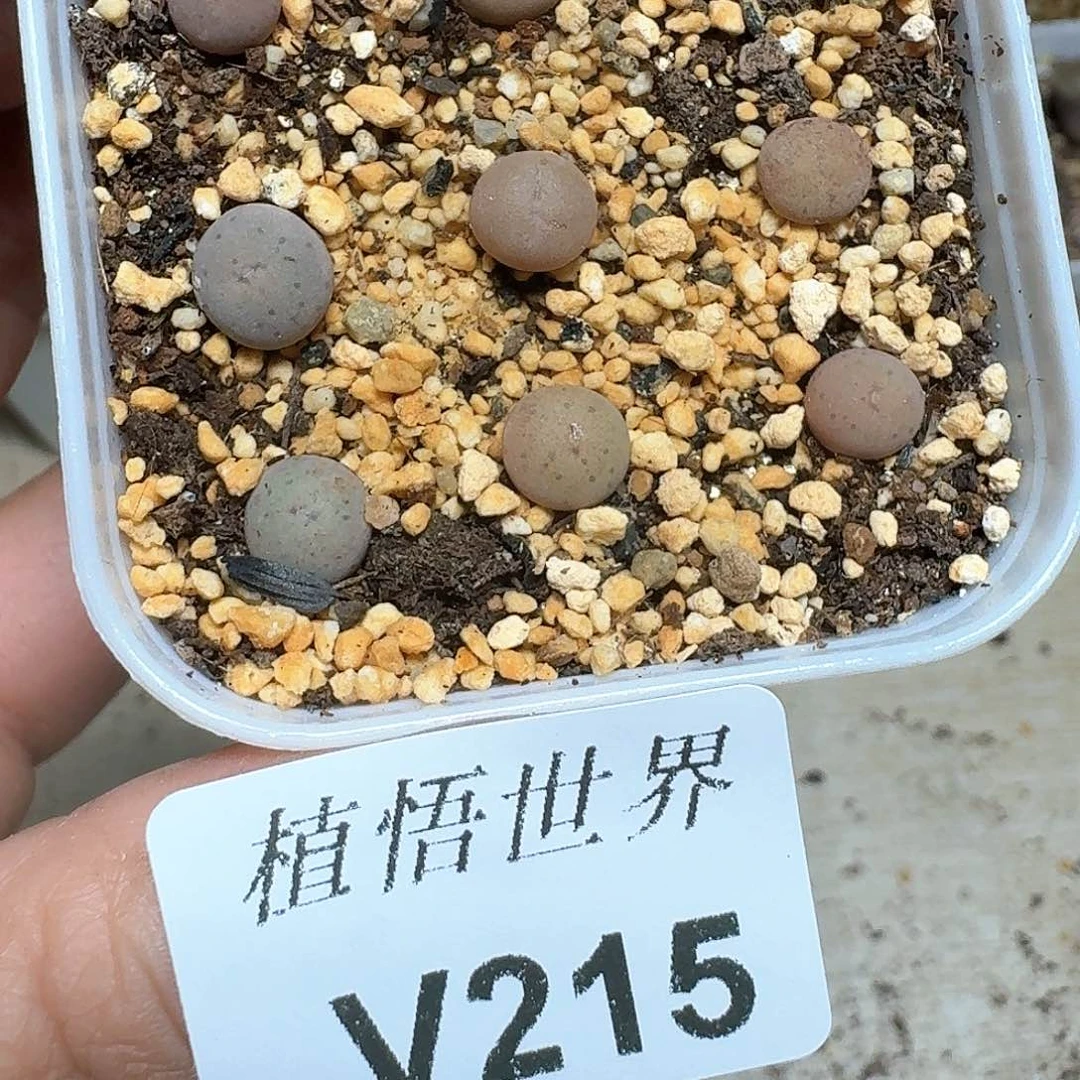 215号多肉植物哇f f g