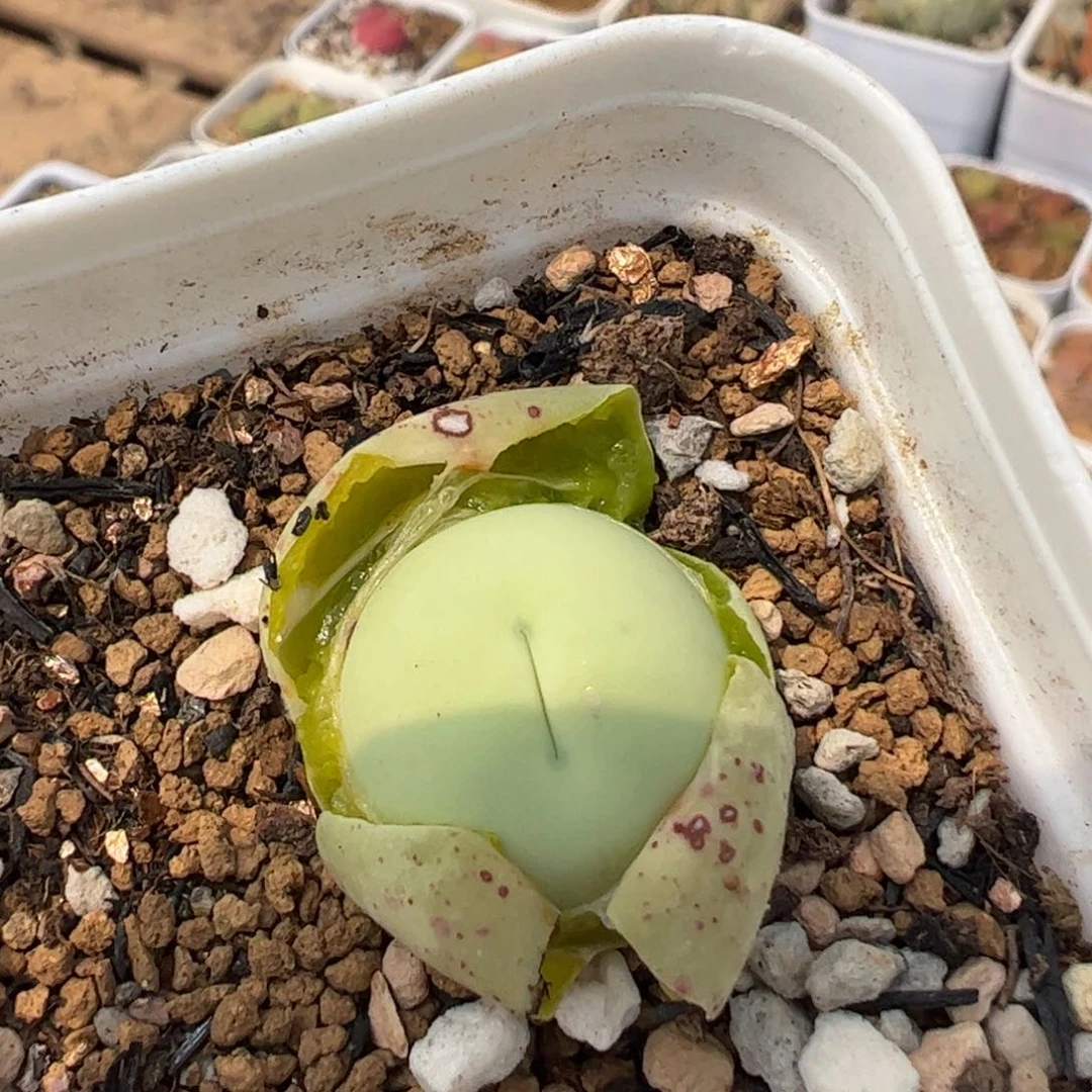 ?*梦237多肉植植物百科知识2