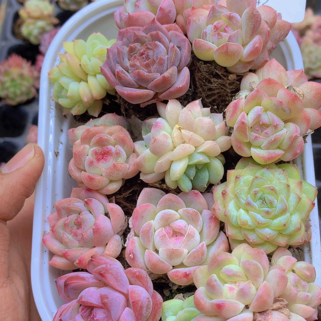 我要去看你了啊042