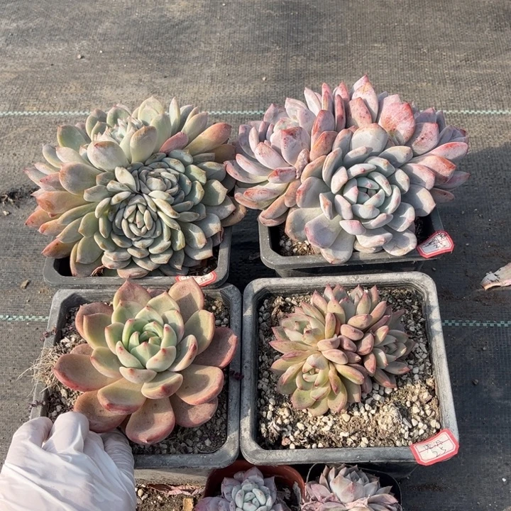 流***火冰糖夜魔侠两颗卡橙一颗