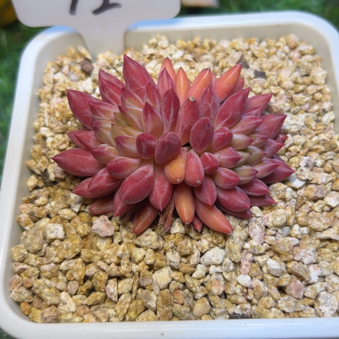 012……竞拍 流，沙，鱼。……