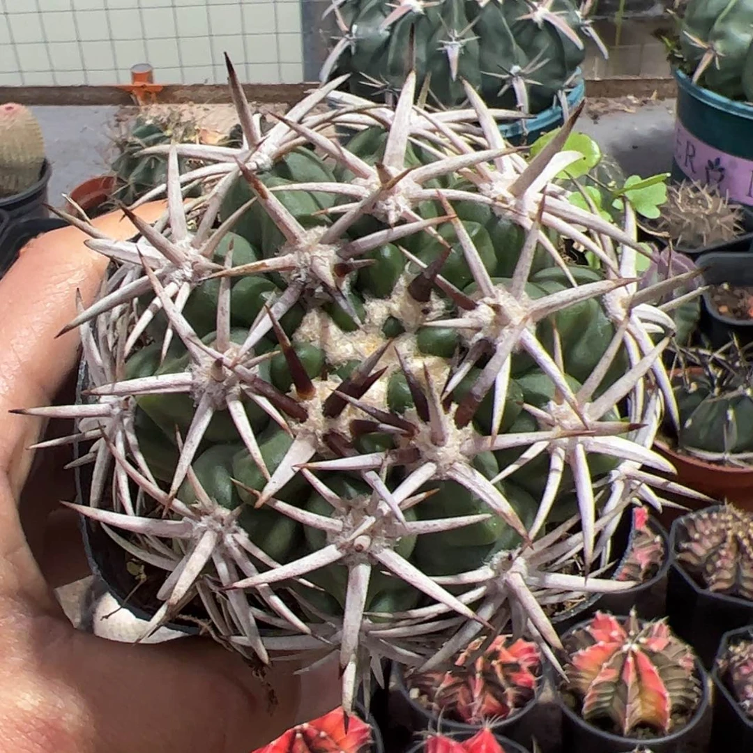 【闪购商品】实生仙人球