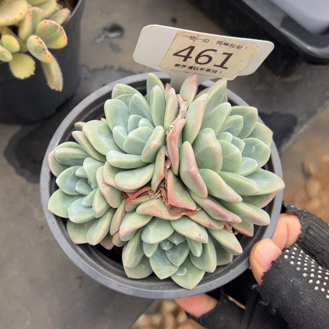 薄*糖461号多肉植物