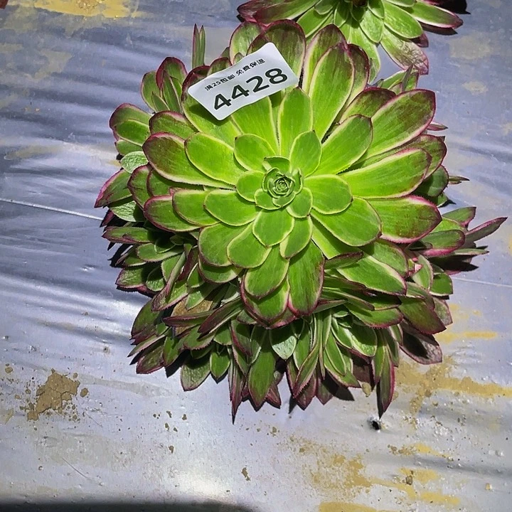 4428海王多肉植物