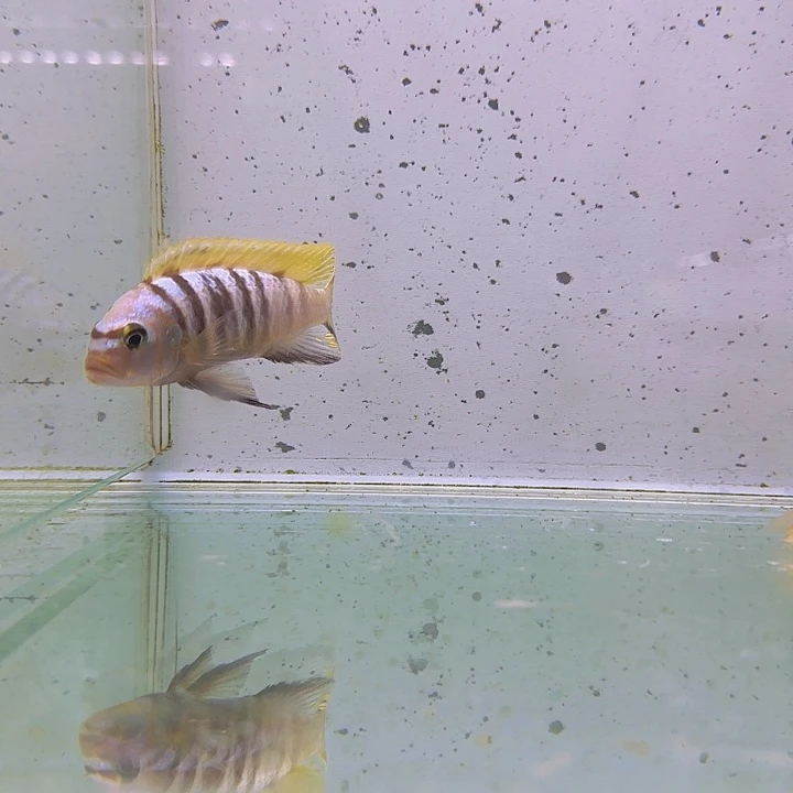 海水1171麒麟斑马。