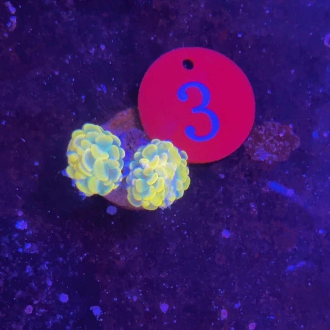 万鱼来朝海水观赏