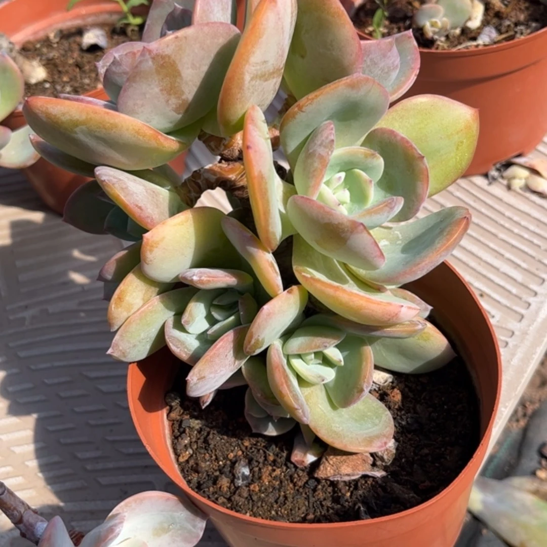 【闪购商品】无花朵明**风