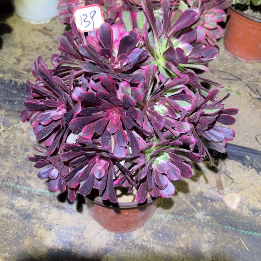 139多肉植物同花顺