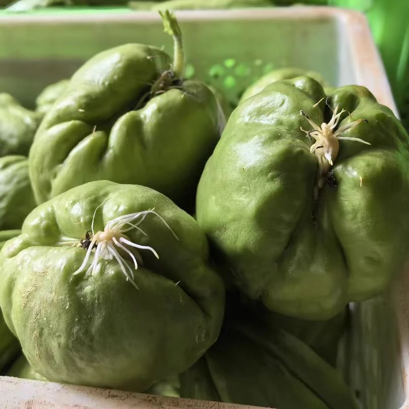 【发芽的瓜 】云南新鲜现摘现发佛手瓜新鲜洋瓜新鲜蔬菜斤3斤包邮