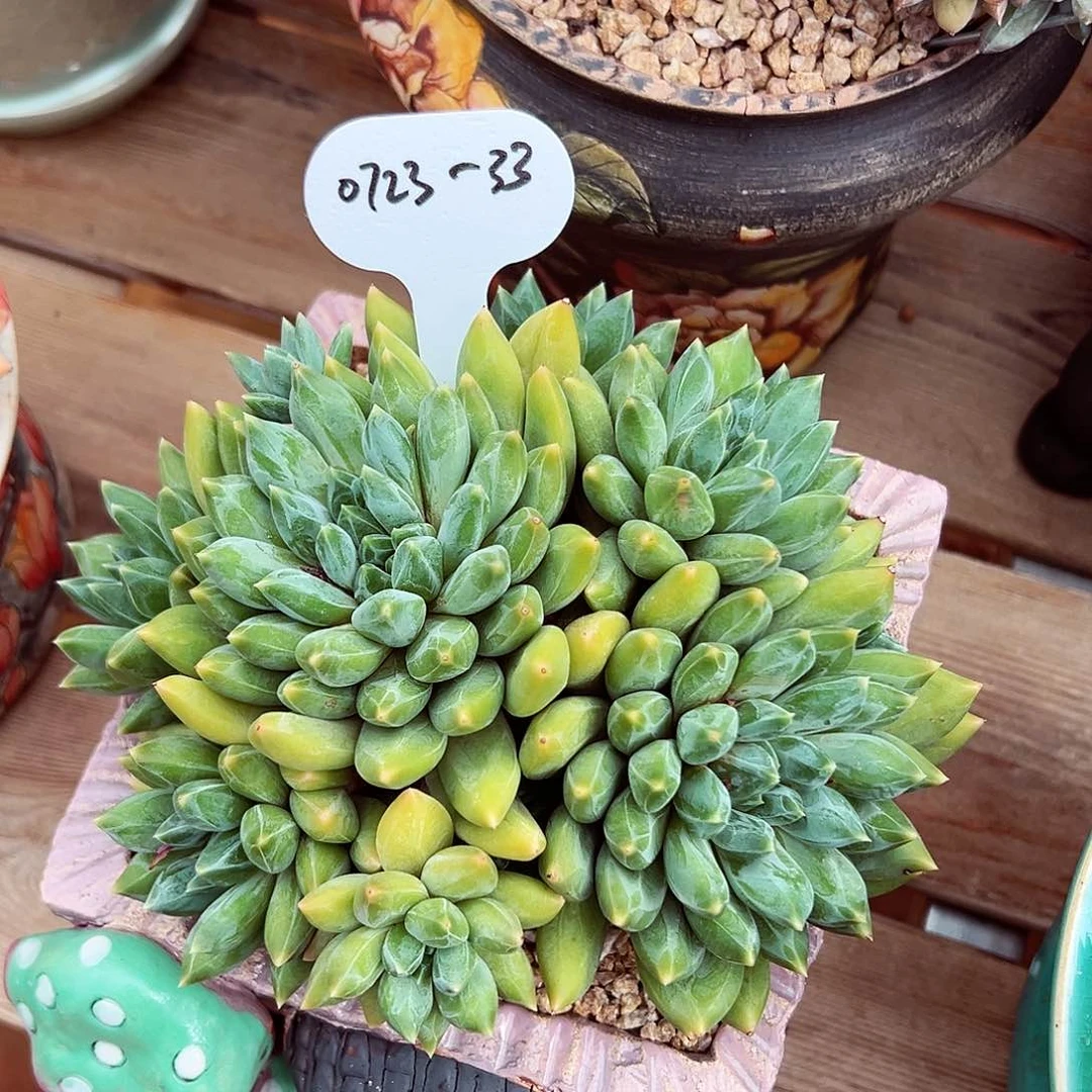 山***栀0723-33精品重楼群